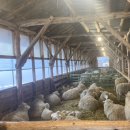 목장 | [강원도 여행] "대관령양떼목장" 방문후기 (내돈내산)