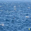 돌고래농장 이미지