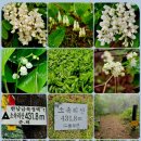 음성꽃동네심신장애인요양시설 | 319. 한국 500대명산 618. 소속리산(小俗離山)...​