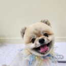 쵸코네묭실 이미지