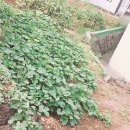 표선리-21 이미지