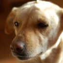 삼성종합동물병원 이미지