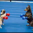 What sports can dogs do ? 이미지