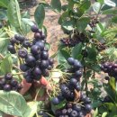 원아농장 이미지