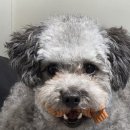 짱구애견 | 담양 애견카페 파인드업 솔직후기