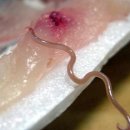 죽지않아 PC 이미지