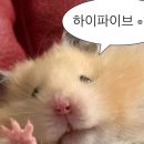 LH 신혼신생아 전세임대 서울 신혼집 구하기 : 운명의 매물 발견 &amp; 권리분석 준비