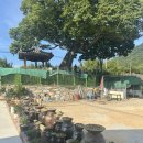 마당이수목원(느티나무동) | 창원주남저수지 맛집 동 느티나무 백숙 새단장~! 포장하고왔어요