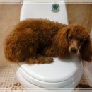 J애견미용 이미지