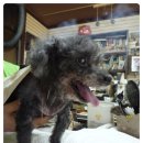 엄마손 동물병원 이미지