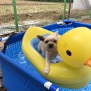 도그노크 | 울 아가들 호캉스, 향남 애견호텔&amp;카페 도그노크 호텔링 후기