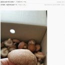 삼일농장 | 충북 진천 / 청주 / 오창 표고버섯농장 삼일표고농원 구매 후기