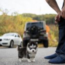 퍼피데일리 이미지