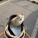 KH프라자 | [평택/고덕 애견카페]"고덕애견놀이터" 방문 후기/무인애견카페/강아지랑 데이트 코스 추천!