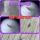 구미 칠곡 왜관 김천 상주 안동톡토기방역 톡톡기벌레박멸 톡톡기방역업체 하얀벌레방역 톡토기훈증방역 작은벌레박멸 톡토기벌레완전박멸업체 이미지