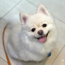 이다애견미용실 이미지