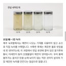 제주와일드 | 유기농 냉침차 추천! 와일드오차드 '모닝 시트러스', '베리 브륄레' 솔직 후기 오차드 블랜딩 차