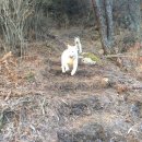 합천황토펜션숲 이미지