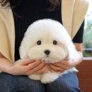 동일애견샵 | 천안애견샵 정직한 분양처 선택이 중요해요