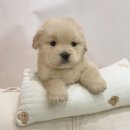 창원강아지분양 헬스독 애견입양 말티푸들포메라니안미니비숑 이미지