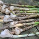 수화농장 이미지