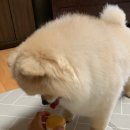 반하다펫