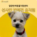 선샤인 반려견 유치원 이미지