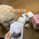 굿댕 이미지