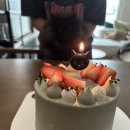 사루루케이크앤디저트 | 생일을 핑계로 돼지런 평택 사루루 케이크 광장시장 망원동 스페인음식 베우노