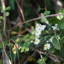 추산쑥부쟁이 Asteraceae (국화과) ＞ Aster (참취속) ＞ × chusanensis (추산쑥부쟁이) 이미지