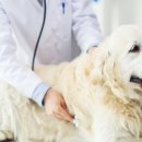 선 동물병원 이미지