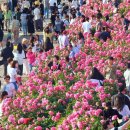 서울 주랑구 서울 장미 축제 이미지