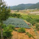 한버들농장 네이버블로그