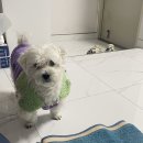 우린설기