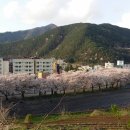 수안보온천 벚꽃길의 향연 이미지