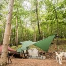 댕댕이 숲 이미지