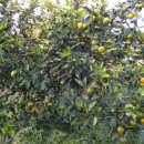 배들농장 이미지