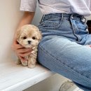 퍼피몽 네이버블로그