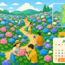 🪻수국이 퐁퐁 터지는 계절, 6월 축제 어디로 가면 찐일까?
