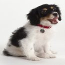 25시동물병원 이미지