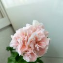 별이홍이
