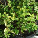 느티나무하우스 이미지