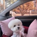 레이크펫스토어 - 수원시 영통구 법조로 25 | 레이크펫스토어