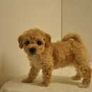 유올펫 강아지고양이 청주점 이미지