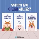 영진펫 이미지