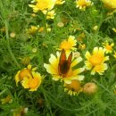 주홍농장 이미지