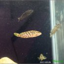 토속어류생태복원체험관 이미지