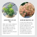 영레이디 | 피오나에정원에서 안개나무 영레이디 들였어요
