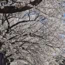 황구지천 | 수원 벚꽃명소 화성 황구지천 벚꽃 후기 실시간 2026