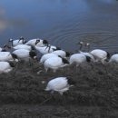 자원 오리성 이미지